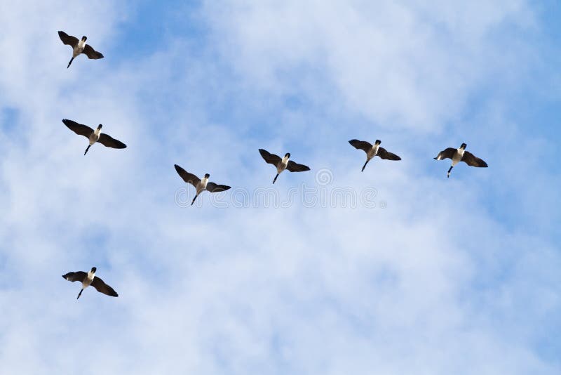 Oche Canadesi in Volo fotografia stock libera da diritti