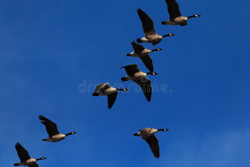 Oche Canadesi in Volo fotografia stock