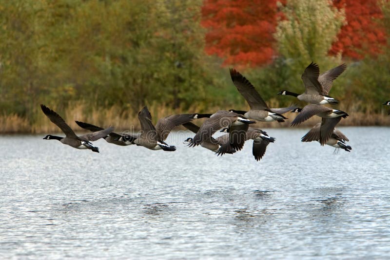 Oche Canadesi in Volo fotografie stock