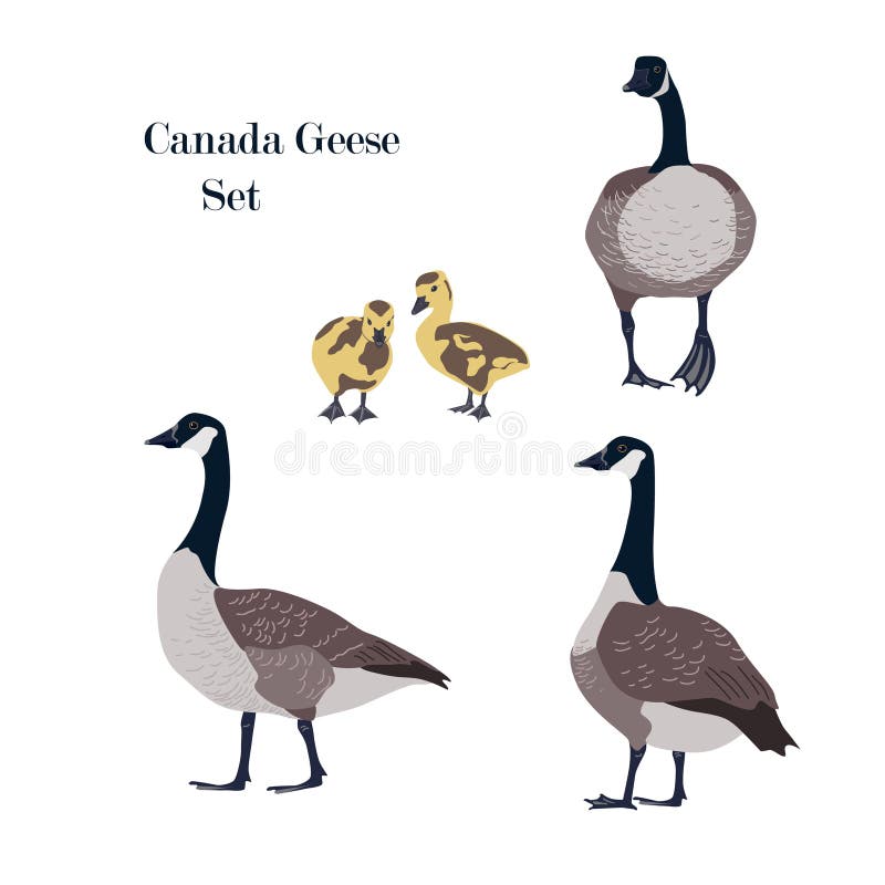 Canada geese set with adult birds in different poses and goslings. Isolated Canada geese icon, vector isolated illustration. Canada geese set with adult birds in different poses and goslings. Isolated Canada geese icon, vector isolated illustration