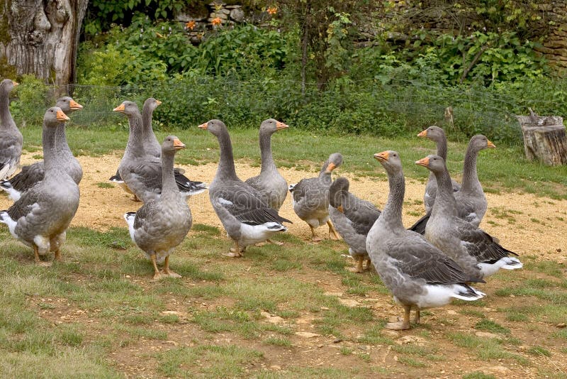 Geese. Geese