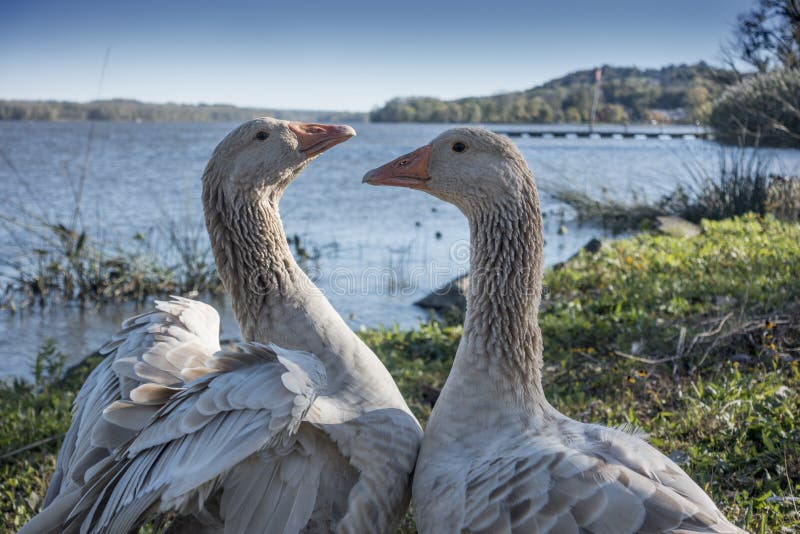 American buff geese upper Hudson River shoreline. American buff geese upper Hudson River shoreline