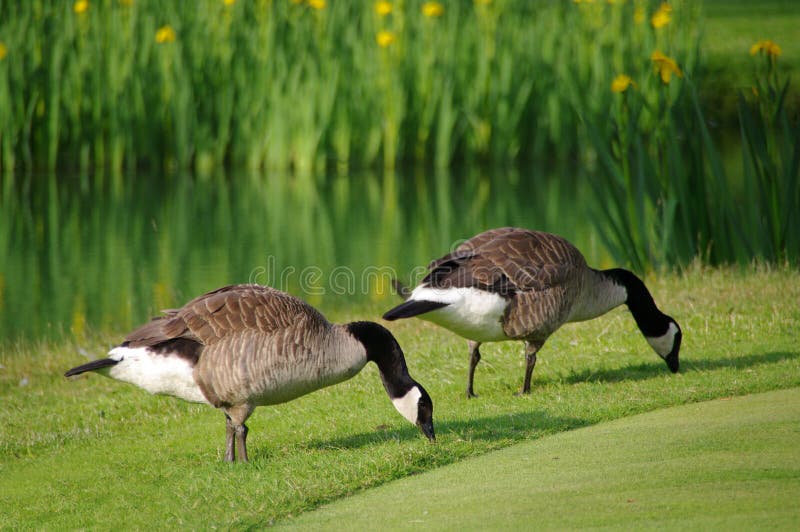 Oche su un terreno da golf fotografie stock libere da diritti Oche su un terreno da golf fotografie stock libere da diritti