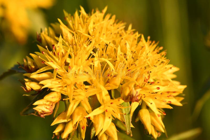 Ochitok jaune de fleurs sur le champ. Ochitok jaune de fleurs sur le gros plan de champ