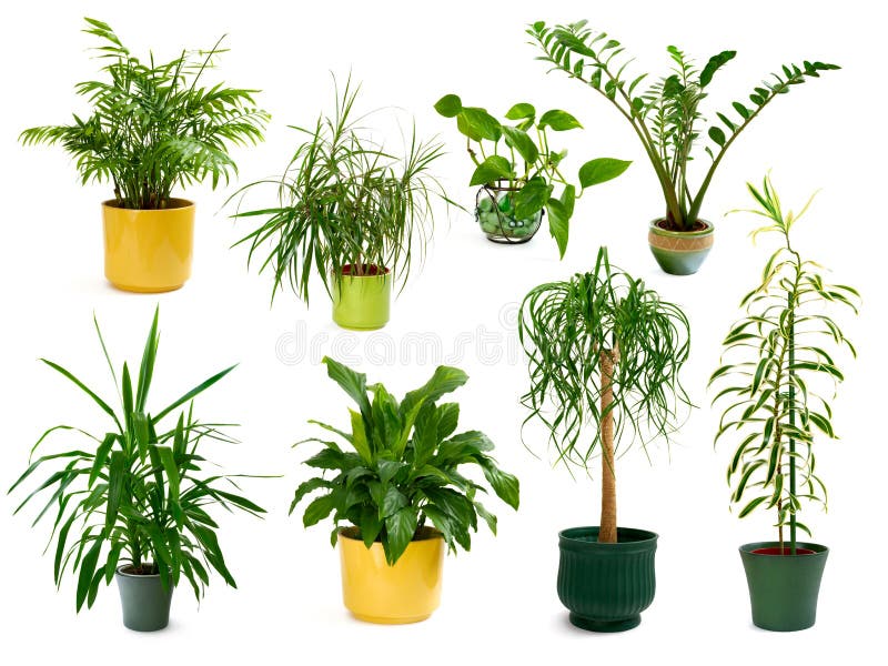 Ocho diversas plantas de interior en un conjunto fotos de archivo Ocho diversas plantas de interior en un conjunto fotos de archivo