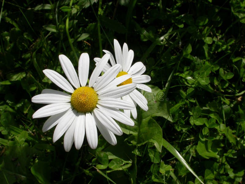 Ochsenaugegänseblümchen lizenzfreie stockfotos Ochsenaugegänseblümchen lizenzfreie stockfotos