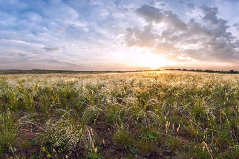 Ochtend in een grote weide met pluimgras royalty-vrije stock afbeeldingen