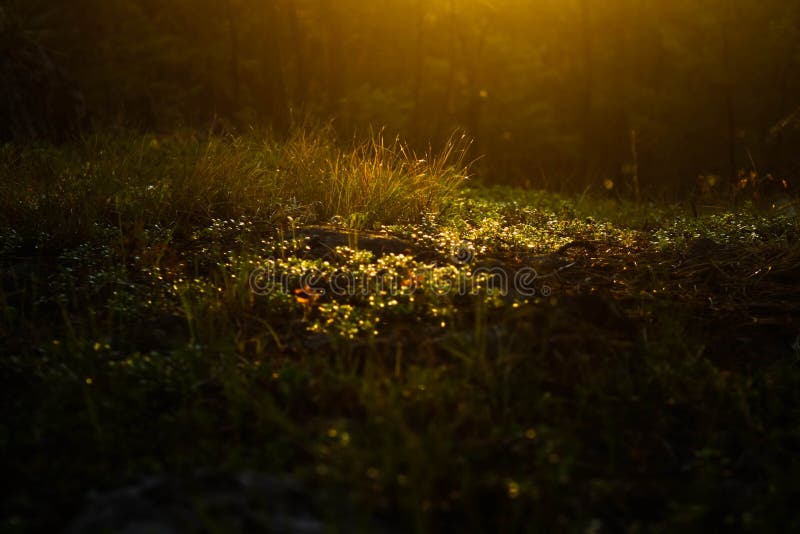 Ochtendlicht op Forest Flowers Vignette royalty-vrije stock afbeelding Ochtendlicht op Forest Flowers Vignette royalty-vrije stock afbeelding