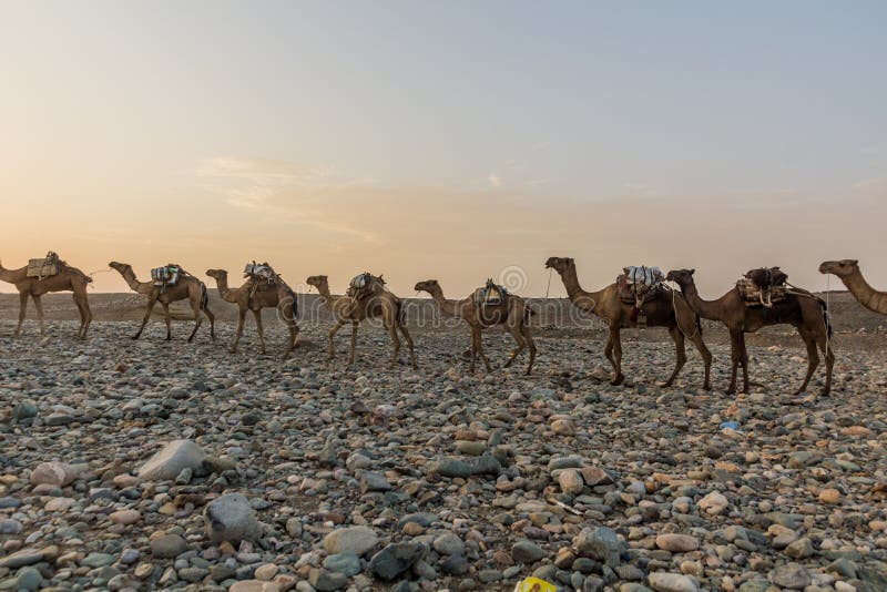 Morning view of a camel caravan in Hamed Ela, Afar tribe settlement in the Danakil depression, Ethiopia. This caravan head to the salt mines. Morning view of a camel caravan in Hamed Ela, Afar tribe settlement in the Danakil depression, Ethiopia. This caravan head to the salt mines.