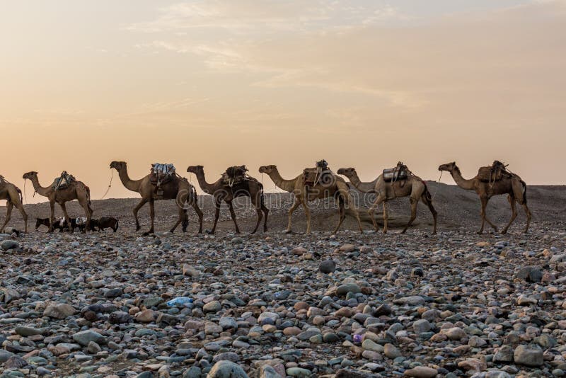 Morning view of a camel caravan in Hamed Ela, Afar tribe settlement in the Danakil depression, Ethiopia. This caravan head to the salt mines. Morning view of a camel caravan in Hamed Ela, Afar tribe settlement in the Danakil depression, Ethiopia. This caravan head to the salt mines.