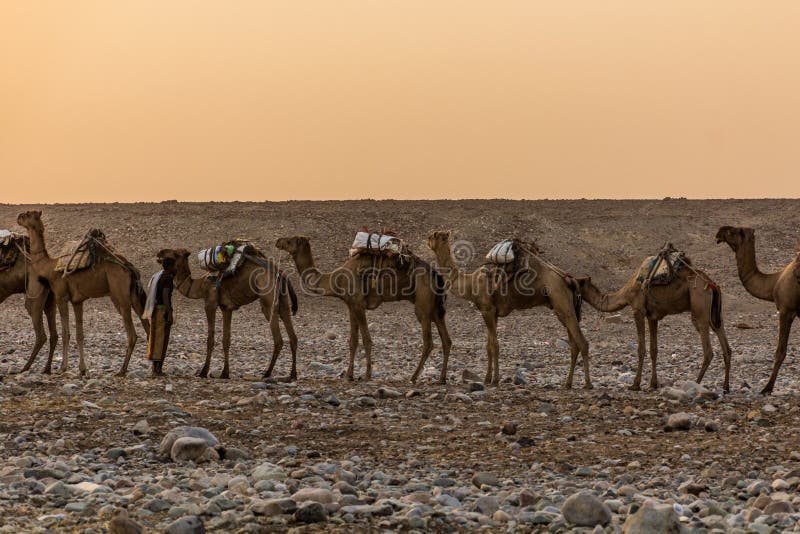 Morning view of a camel caravan in Hamed Ela, Afar tribe settlement in the Danakil depression, Ethiopia. This caravan head to the salt mines. Morning view of a camel caravan in Hamed Ela, Afar tribe settlement in the Danakil depression, Ethiopia. This caravan head to the salt mines.