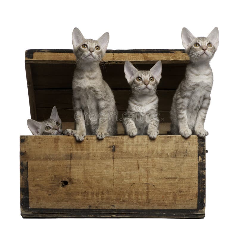 Ocicat Kätzchen, 13 Wochen alt, tauchend von einem Kasten auf stockfotos Ocicat Kätzchen, 13 Wochen alt, tauchend von einem Kasten auf stockfotos