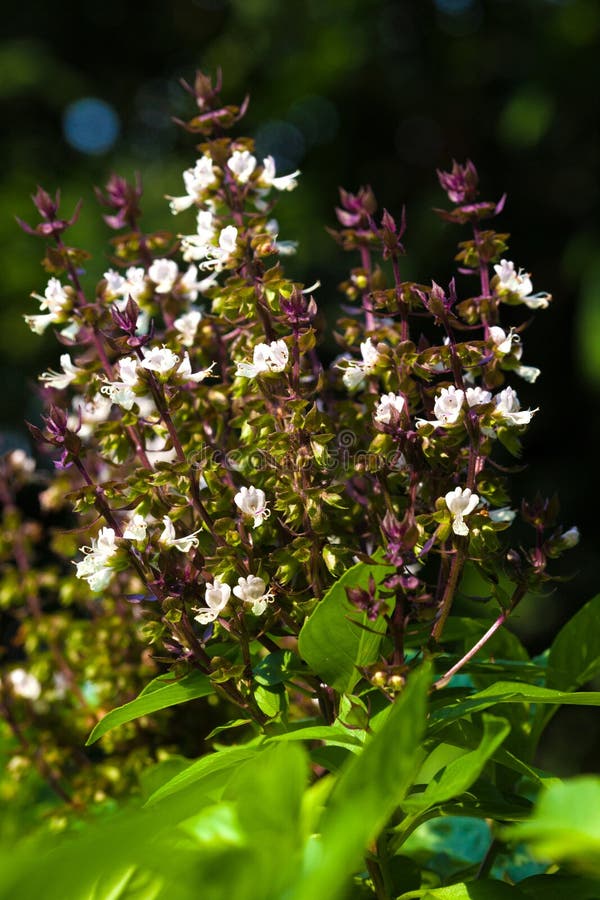 Ocimum Sanctum (Holy Basil) Stock Photo Image of aroma, focus 74817378