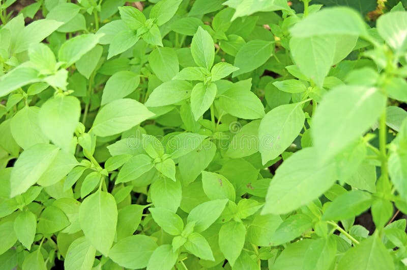 Ocimum, βασιλικός Βασιλικός που αυξάνεται στον κήπο στοκ εικόνες Ocimum, βασιλικός Βασιλικός που αυξάνεται στον κήπο στοκ εικόνες