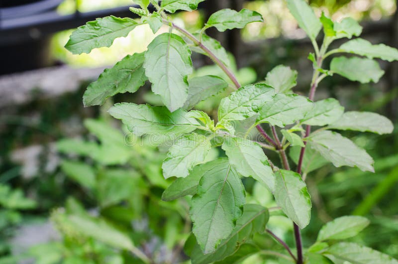 Ocimumheiligdom in de tuin stock afbeeldingen Ocimumheiligdom in de tuin stock afbeeldingen