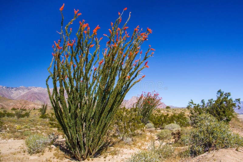 Ocotillo imagen de archivo. Imagen de flores, cielo, flor 30714733