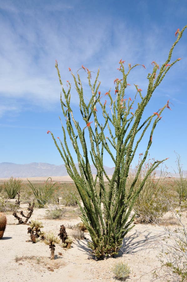 Ocotillo in the California Desert Stock Image Image of plant