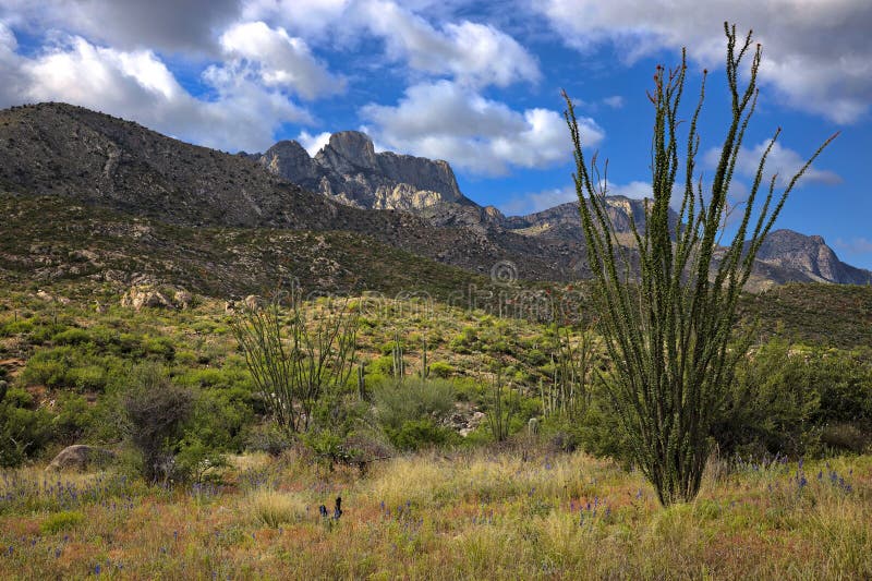 Ocotillo foto de stock. Imagem de paisagem, alvorecer 30437660