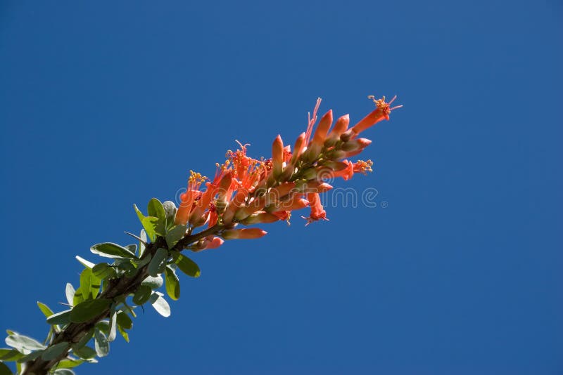 Ocotillo Flower