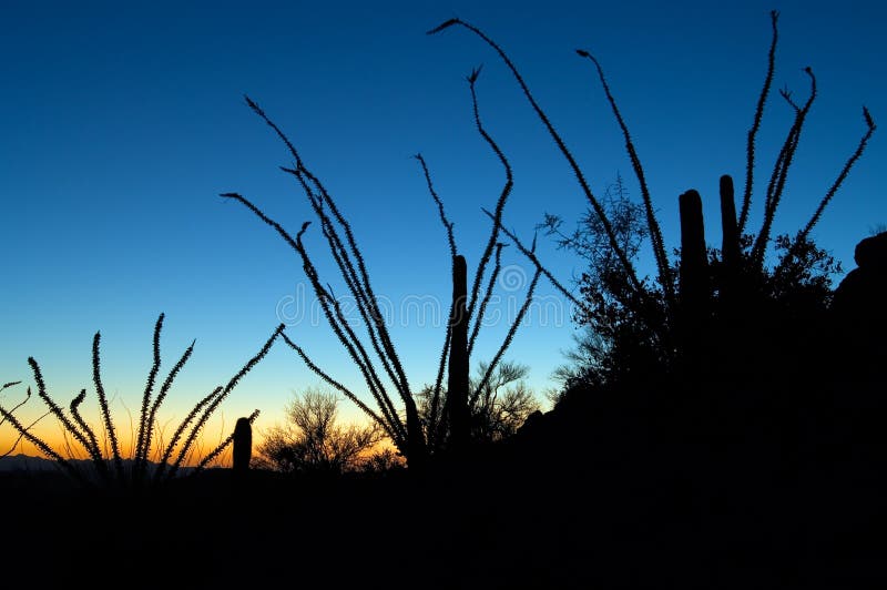 Ocotillo Guardians royalty free stock photo