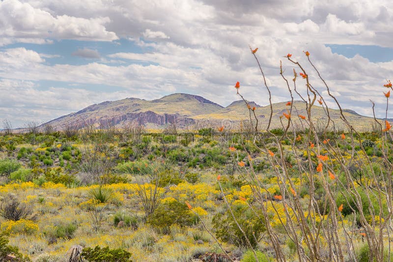 Ocotillo and Paper Flowers, Chisos Mountain Range, Big Bend National Park, TX royalty free stock photography Ocotillo and Paper Flowers, Chisos Mountain Range, Big Bend National Park, TX royalty free stock photography