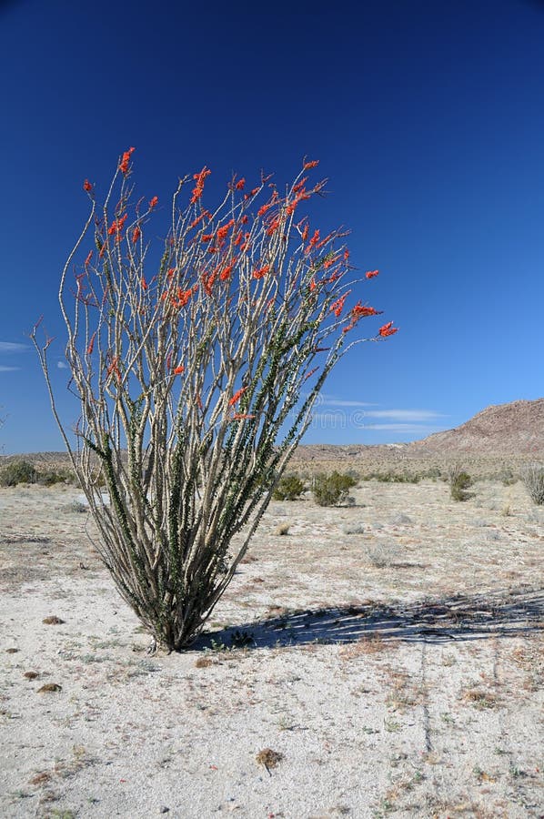 Ocotillo plant. stock image. Image of natural, southwest 18413841