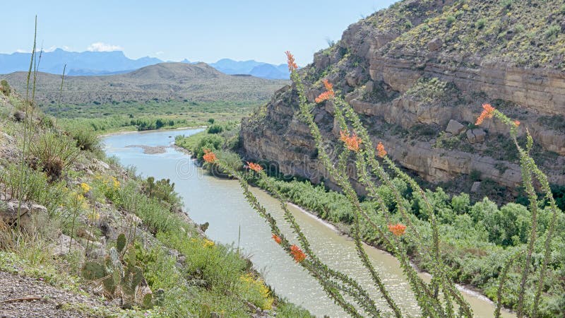 Ocotillo, Santa Elena Canyon, Chisos Mountains, Big Bend National Park, TX stock photo Ocotillo, Santa Elena Canyon, Chisos Mountains, Big Bend National Park, TX stock photo
