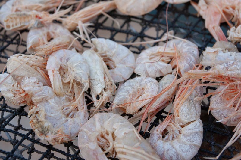 20 Oct 2007 the Food of Dried Shrimp Under the Sun Stock Image Image