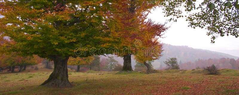 Colorato paesaggio panoramico di faggio radura in un giorno nuvoloso nel mese di ottobre.