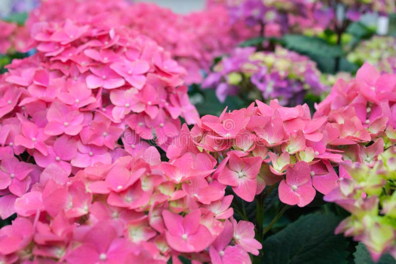 October Flowers 3 stock image. Image of beauty, pink 68710027