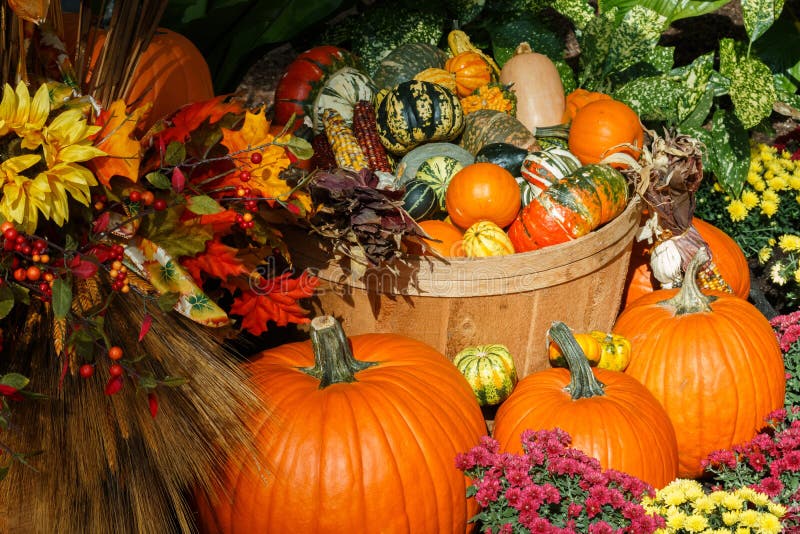 An October Halloween Scene Showing Pumpkins and Gourds Stock Image ...