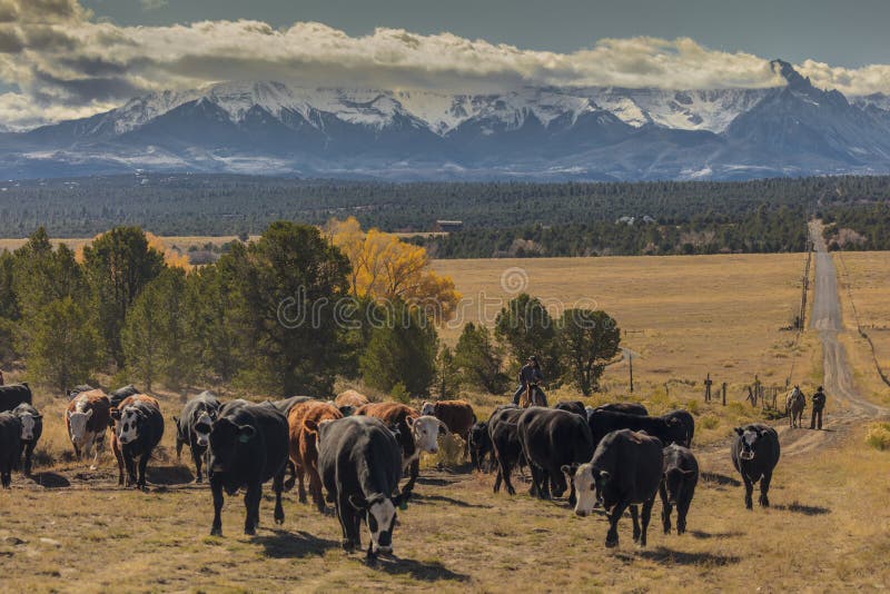 OCTOBER 2017, Ridgway, Col.orado: Cowboys on Cattle Drive Gather Angus/Hereford cross cows and calves of Double Shoe Cattle Company, Centennial Ranch, San Juan Mountains