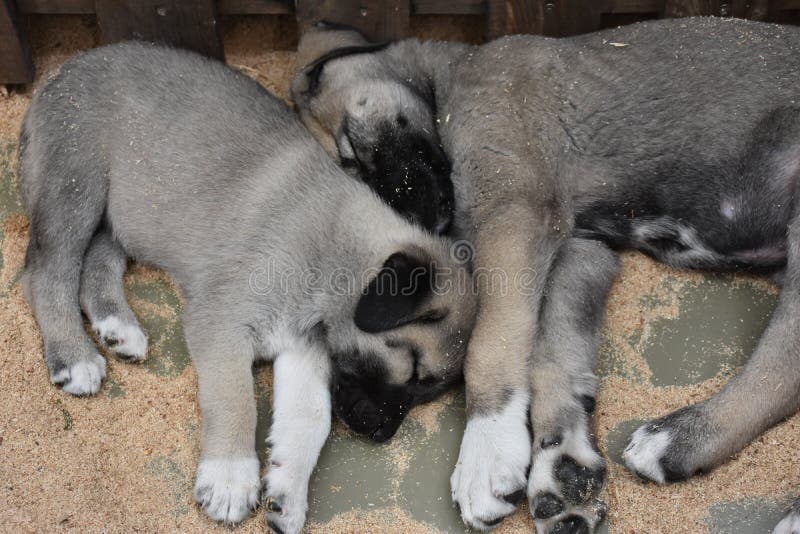 The Sivas Kangal Dog Anatolian Shepherd Dog Turkey Stock Image - Image ...