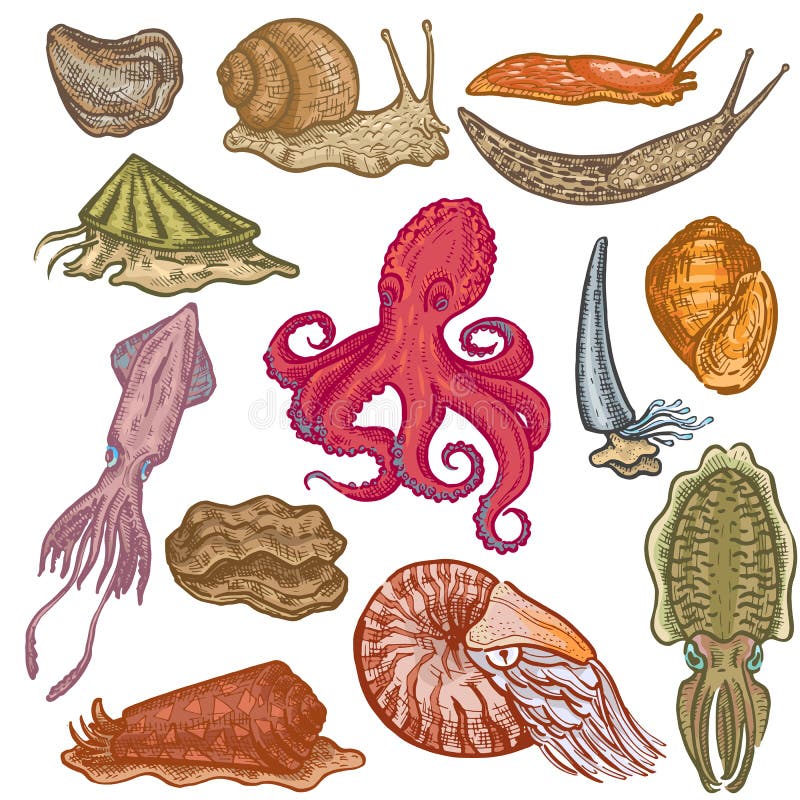 Octopi för tecken för molluskar för bläckfisk för skaldjurvektor marin- djura animalistic med tentakelostronsnigeln i havet vektor illustrationer Octopi för tecken för molluskar för bläckfisk för skaldjurvektor marin- djura animalistic med tentakelostronsnigeln i havet vektor illustrationer