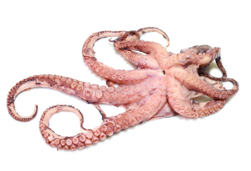 Octopus stock image. Image of meat, cooked, cooking, color - 12605111