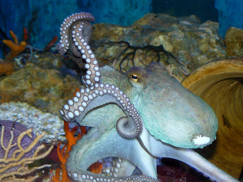 Octopus stock afbeelding Octopus stock afbeelding