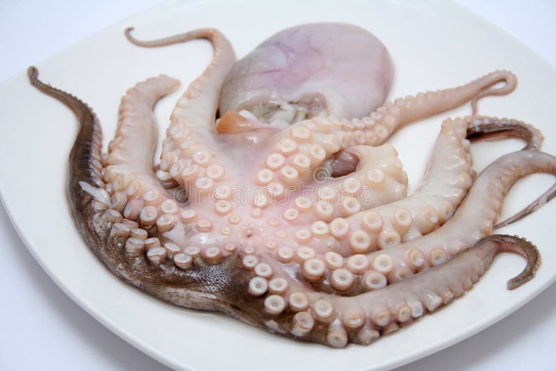 Octopus