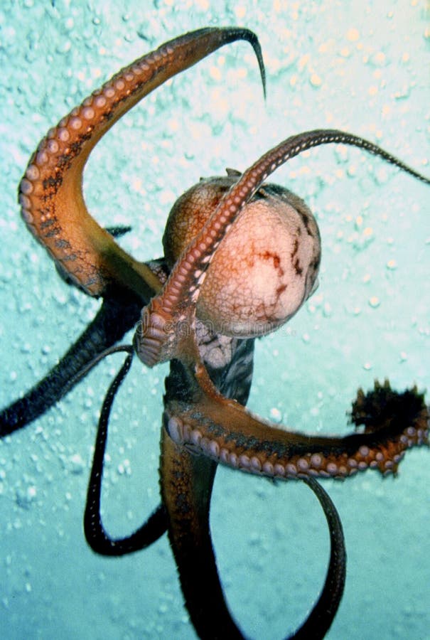 Octopus