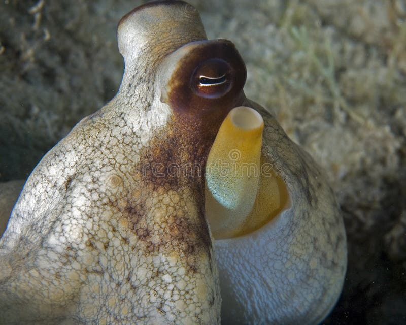 561 Florida Octopus Stock Photos Free & RoyaltyFree Stock Photos