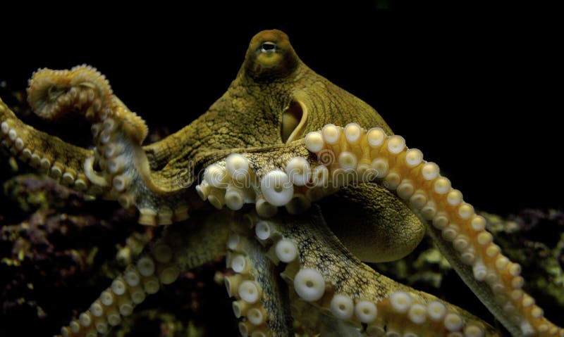 [Image: octopus-9376058.jpg]