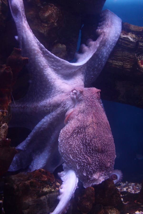 Octopus