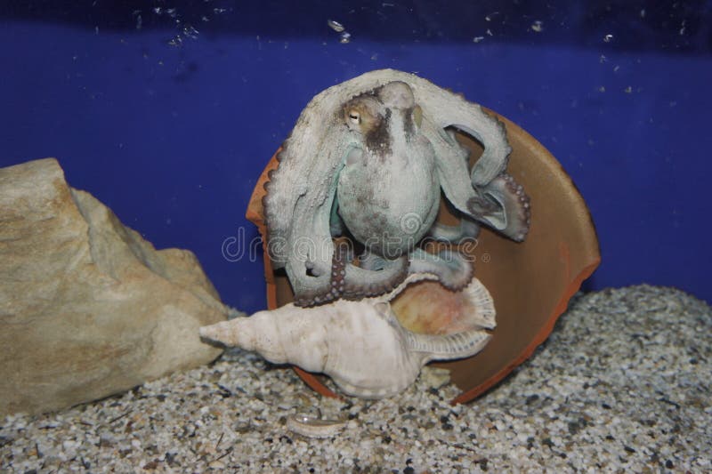 Octopus in the aquarium of the zoo