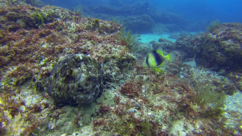 Octopus Changing Shape & Colour. Dramatic Camouflage. Colourful Squid Marine Life