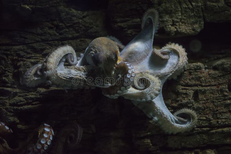Octopus clinging to a piece of wood underwater stock photo Octopus clinging to a piece of wood underwater stock photo