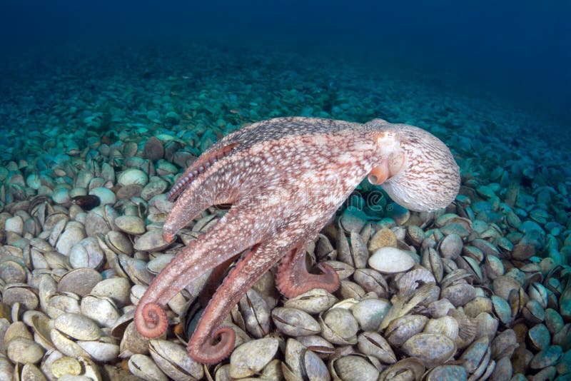 Octopus Dofleini in bivalve graveyard