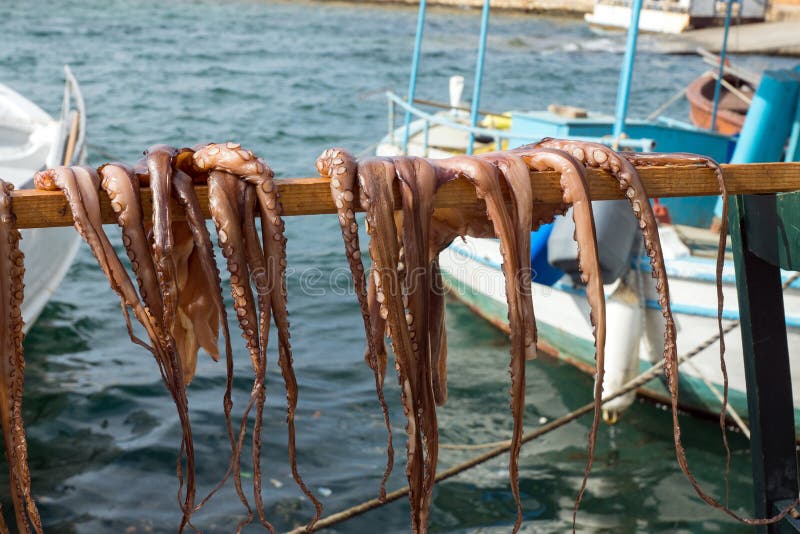 Octopus drying in the sun stock photo Octopus drying in the sun stock photo