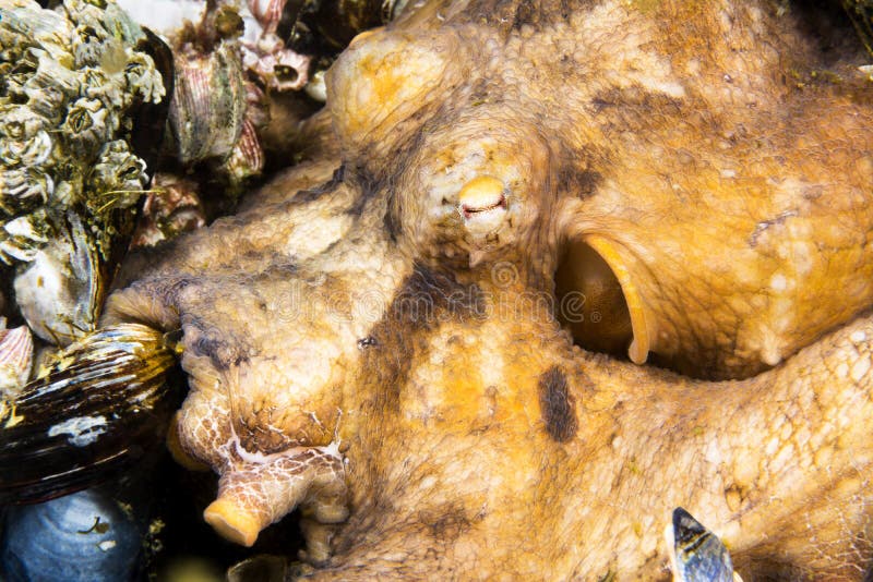 Octopus royalty free stock images