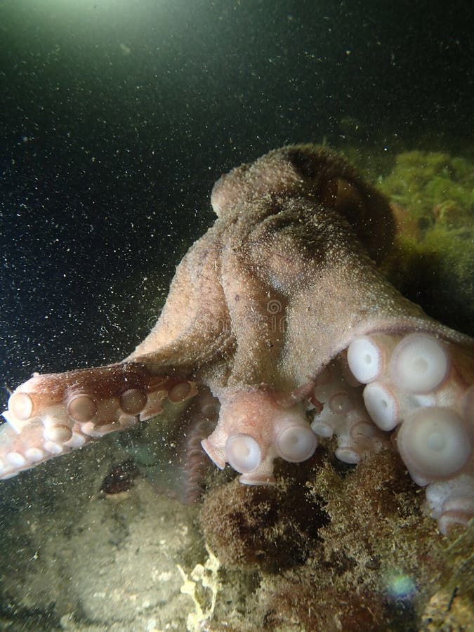 555 Florida Octopus Stock Photos Free & RoyaltyFree Stock Photos