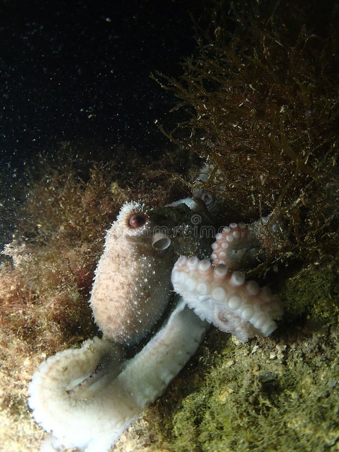 555 Florida Octopus Stock Photos Free & RoyaltyFree Stock Photos