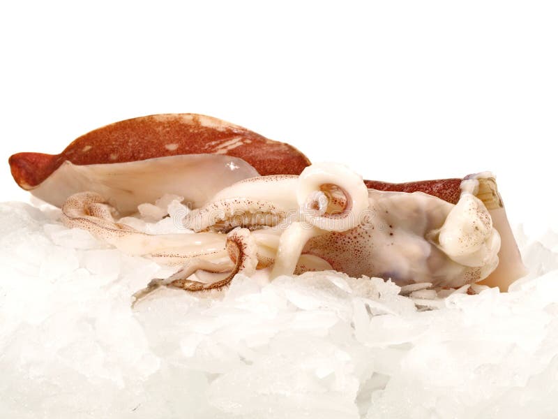 Octopus on Ice stock image. Image of fresh, close, dinner 146905375